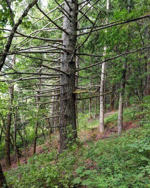 Dog Mountain Trail - a tree off the trail
