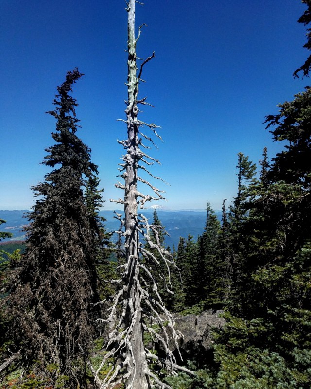 IMG_20180715_224704_008