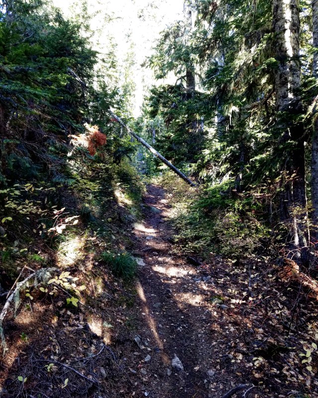 IMG_20181013_183202_706