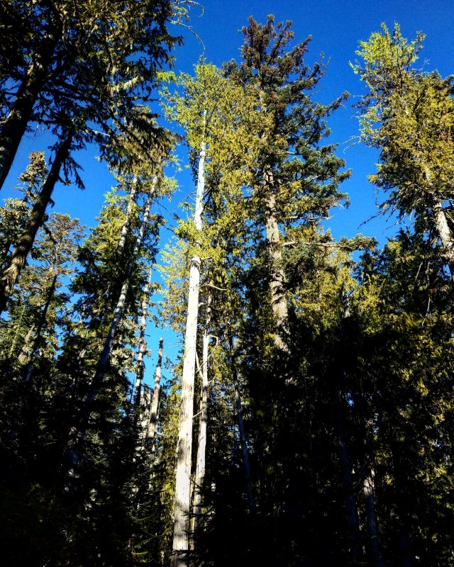 IMG_20181013_183312_391