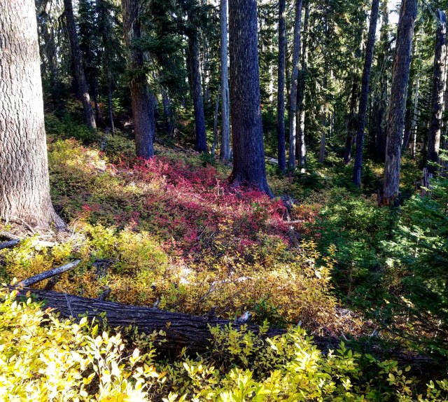 IMG_20181013_183529_582