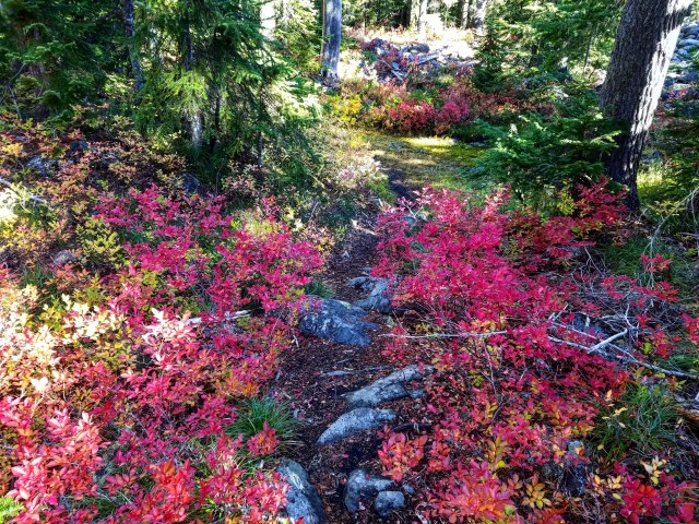 IMG_20181013_192505_493